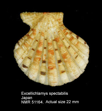 Excellichlamys spectabilis.jpg - Excellichlamys spectabilis(Reeve,1853)